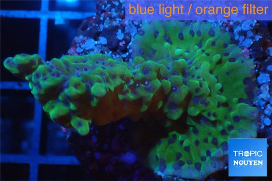 Montipora green & purple polyps 3-4 cm WYSIWYG acclimaté