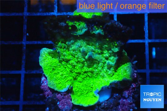 Montipora capricornis green damaged 3-4 cm WYSIWYG acclimaté