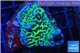 Montipora green 2-3 cm WYSIWYG acclimaté