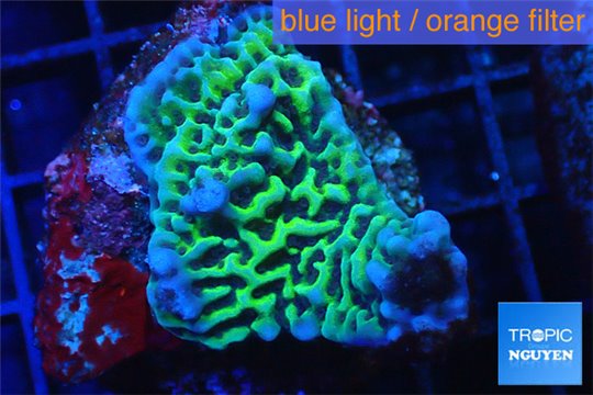 Montipora green 2-3 cm WYSIWYG acclimaté