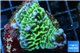 Montipora green 2-3 cm WYSIWYG acclimaté