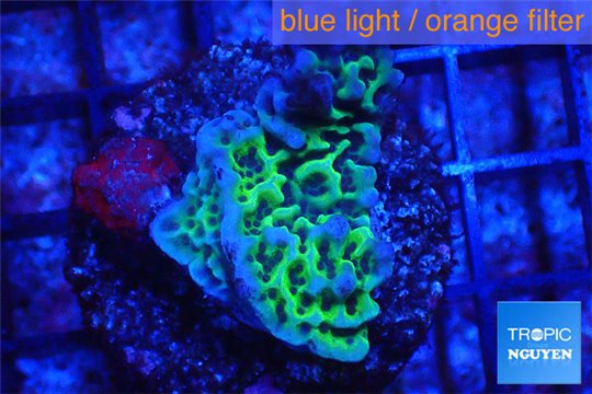 Montipora green 2-3 cm WYSIWYG acclimaté