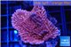 Montipora red purple polyps 2-4 cm WYSIWYG acclimaté