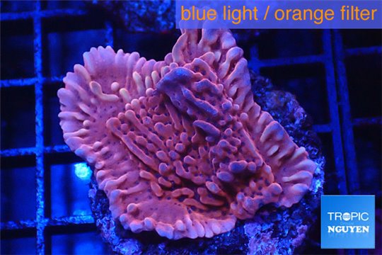 Montipora red purple polyps 2-4 cm WYSIWYG acclimaté