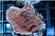 Montipora red purple polyps 2-4 cm WYSIWYG acclimaté