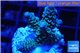 Acropora tenuis green purple 2-4 cm WYSIWYG acclimaté