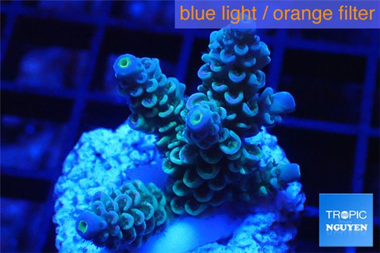 Acropora tenuis green purple 2-4 cm WYSIWYG acclimaté