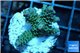 Acropora tenuis green purple 2-4 cm WYSIWYG acclimaté