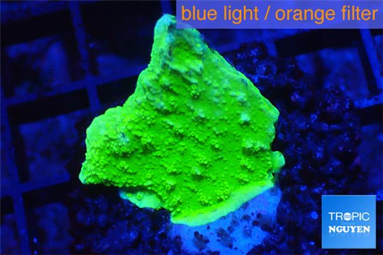 Montipora capricornis green 2-3 cm WYSIWYG acclimaté