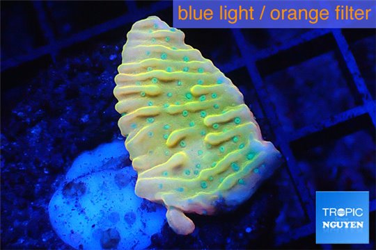 Montipora kung pao phoenix 2-3 cm WYSIWYG acclimaté