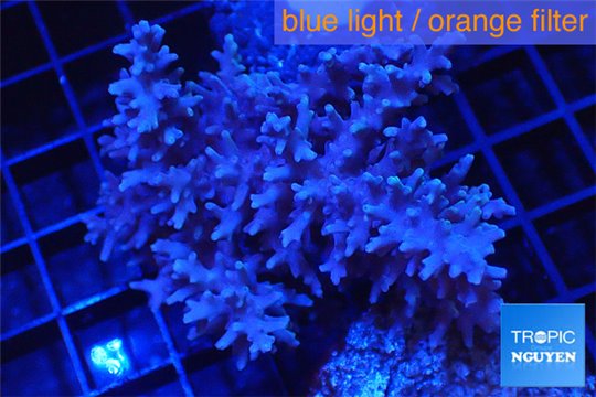 Acropora echinata pink Australia premium 6-8 cm WYSIWYG acclimaté