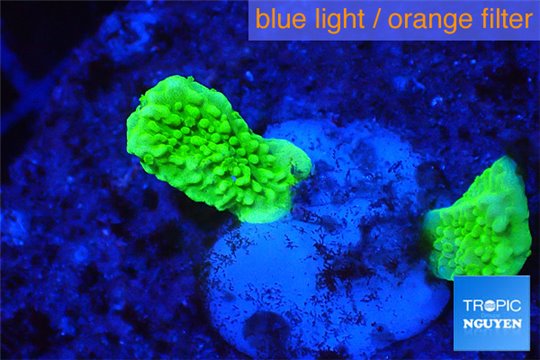 Montipora capricornis green 1 cm WYSIWYG acclimaté