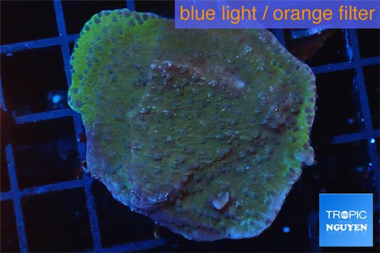 Montipora blue polyps Fijii 2-4 cm WYSIWYG acclimaté