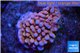 Montipora red purple polyps 2-4 cm WYSIWYG acclimaté