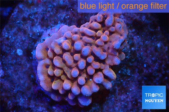 Montipora red purple polyps 2-4 cm WYSIWYG acclimaté