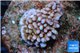 Montipora red purple polyps 2-4 cm WYSIWYG acclimaté