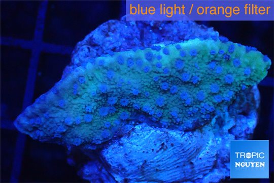 Montipora blue polyps Fijii 2-3 cm WYSIWYG acclimaté