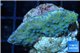 Montipora blue polyps Fijii 2-3 cm WYSIWYG acclimaté