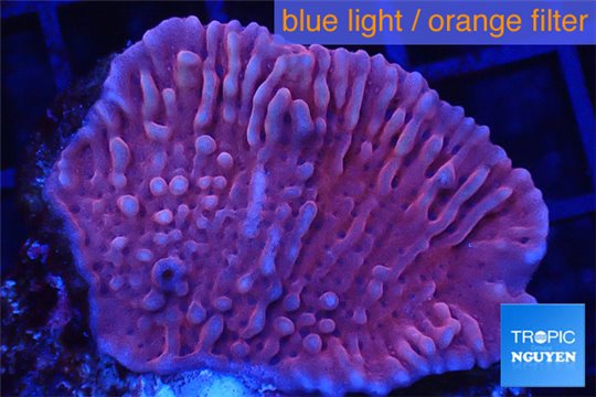 Montipora red purple polyps 2-4 cm WYSIWYG acclimaté