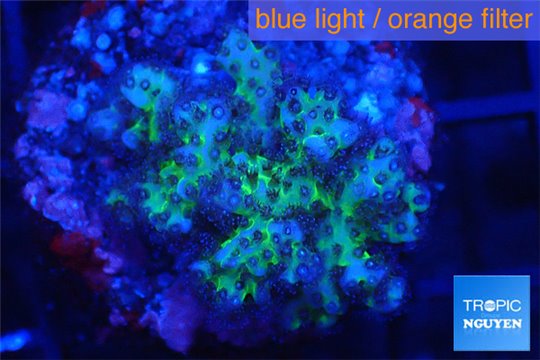 Pocillopora green & pink tip 2-3 cm WYSIWYG acclimaté