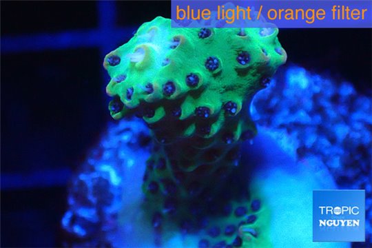 Acropora microclados green 2-4 cm WYSIWYG acclimaté