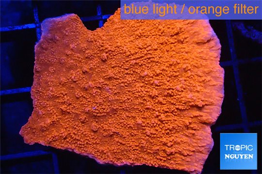 Montipora red frag 3-4 cm WYSIWYG acclimaté