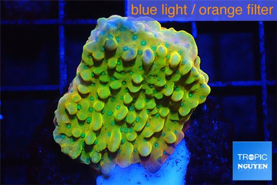 Montipora kung pao phoenix 2-3 cm WYSIWYG acclimaté