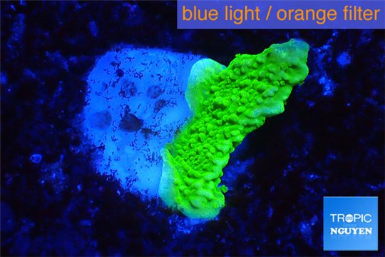 Montipora capricornis green 2 cm WYSIWYG acclimaté