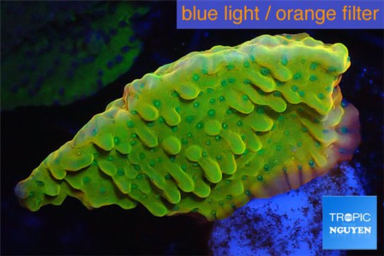 Montipora kung pao phoenix 2-3 cm WYSIWYG acclimaté