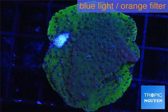 Montipora blue polyps Fijii 2-4 cm WYSIWYG acclimaté