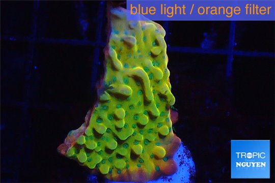 Montipora kung pao phoenix 2-3 cm WYSIWYG acclimaté