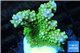 Acropora green pink tip 3-4 cm WYSIWYG acclimaté