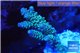 Acropora tenuis green purple 2-4 cm WYSIWYG acclimaté