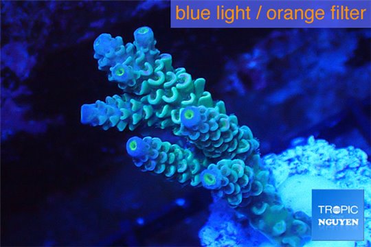 Acropora tenuis green purple 2-4 cm WYSIWYG acclimaté