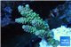 Acropora tenuis green purple 2-4 cm WYSIWYG acclimaté