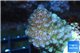 Pocillopora verucosa pink 2-4 cm WYSIWYG acclimaté