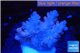 Acropora pink 2-4 cm WYSIWYG acclimaté