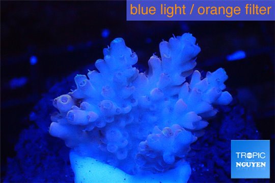 Acropora pink 2-4 cm WYSIWYG acclimaté