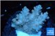 Acropora pink 2-4 cm WYSIWYG acclimaté