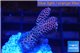 Acropora millepora pink 2-4 cm WYSIWYG acclimaté