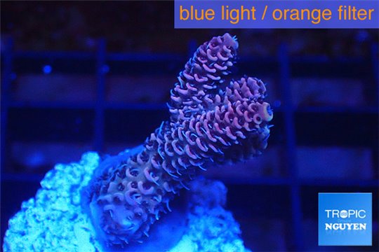 Acropora millepora pink 2-4 cm WYSIWYG acclimaté