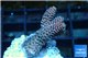 Acropora millepora pink 2-4 cm WYSIWYG acclimaté