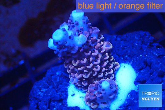 Acropora millepora pink 2-4 cm WYSIWYG acclimaté