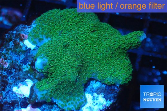 Montipora digitata green 3-4 cm WYSIWYG acclimaté