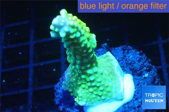 Acropora green pink tip 3-5 cm WYSIWYG acclimaté