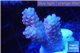 Acropora pink 2-4 cm WYSIWYG acclimaté