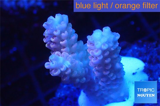 Acropora pink 2-4 cm WYSIWYG acclimaté