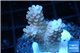 Acropora pink 2-4 cm WYSIWYG acclimaté