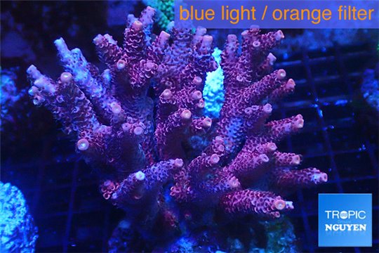 Acropora millepora pink 8-12 cm WYSIWYG acclimaté