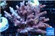 Acropora millepora pink 8-12 cm WYSIWYG acclimaté